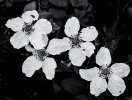 Dewberry Flowers