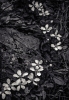 Blackberry-Flowers