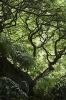 Hawiian_Green_Trees