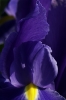 Purple_Iris