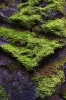 Moss