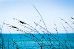 Sea_Oats