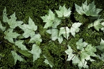 Green_Leaves