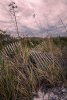 Sea-Grass-Fence