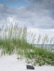 Sea Oats at Gulf Breeze