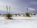 White-Sands