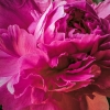 red_peony