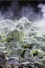 Sulfur_Rocks