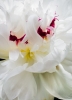 white-peony