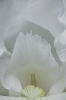 White_iris